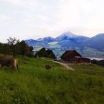 Kühe auf der Weide Familie Wiget Adelboden